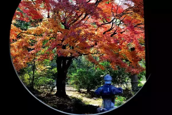 「京都のお屋敷で紅葉と和スイーツを楽しめる！重要文化財「旧三井家下鴨別邸」」の画像