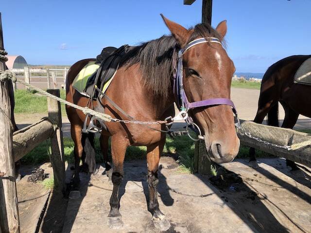 海辺で馬に乗る！北太平洋シーサイドライン乗馬クラブ【北海道浜中町の旅６】
