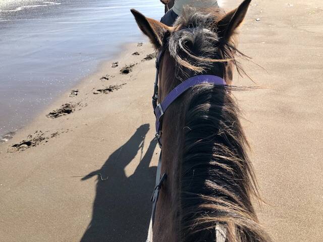 海辺で馬に乗る！北太平洋シーサイドライン乗馬クラブ【北海道浜中町の旅６】