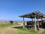 「海辺で馬に乗る！北太平洋シーサイドライン乗馬クラブ【北海道浜中町の旅６】」の画像3