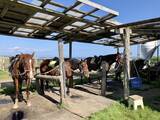 「海辺で馬に乗る！北太平洋シーサイドライン乗馬クラブ【北海道浜中町の旅６】」の画像6