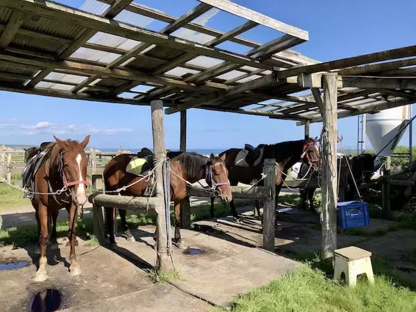 「海辺で馬に乗る！北太平洋シーサイドライン乗馬クラブ【北海道浜中町の旅６】」の画像
