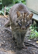 【実は日本が世界一】西表島が最小？100頭の「イリオモテヤマネコの秘密」