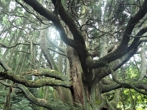 １本の木に会いに行く（３０）阿蘇の巨木・太古の息吹を感じる「高森殿の杉」<熊本県＞