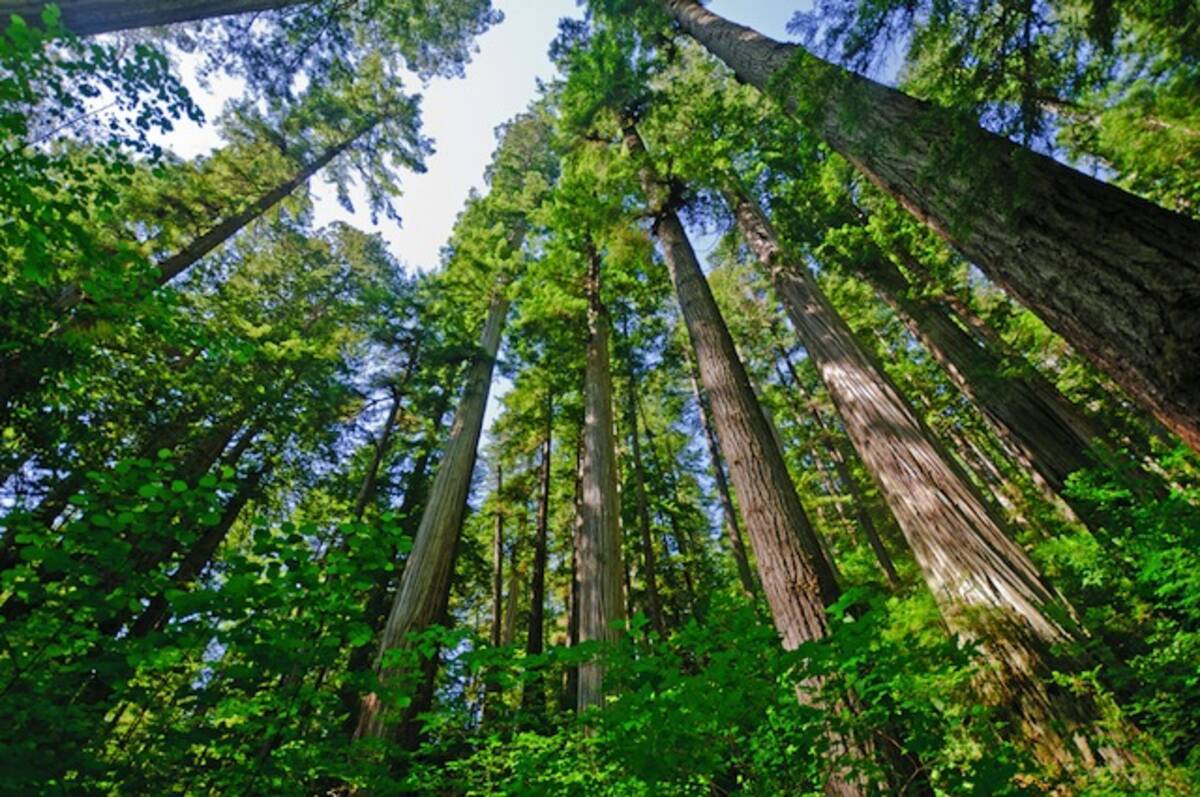 みるだけで小人気分な 世界一高い木 レッドウッド 13年11月22日 エキサイトニュース