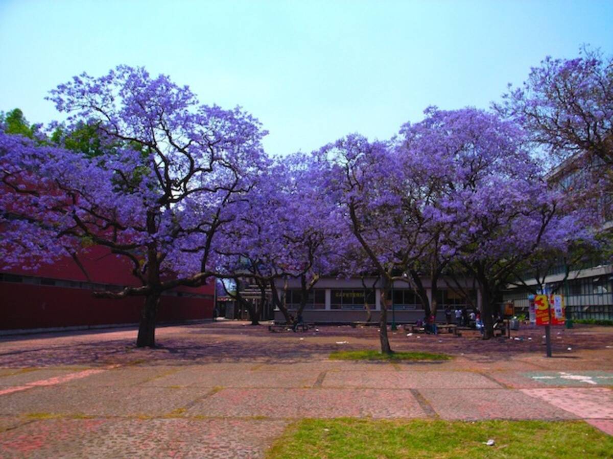 現地レポート】まるで日本の桜！メキシコに春を告げる、ハカランダの花 (2014年3月1日) - エキサイトニュース