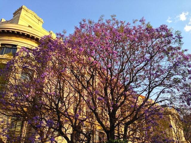 現地レポート まるで日本の桜 メキシコに春を告げる ハカランダの花 14年3月1日 エキサイトニュース