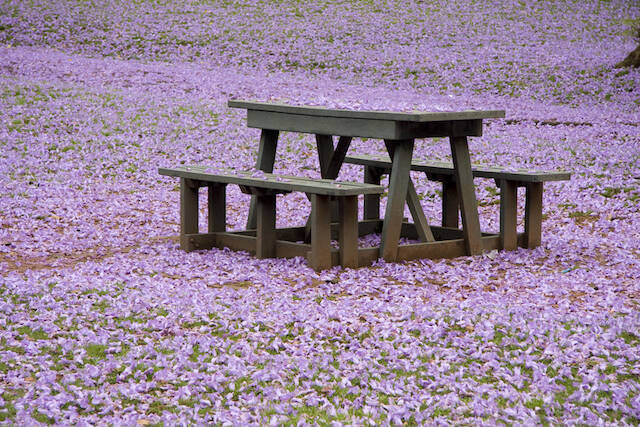 現地レポート まるで日本の桜 メキシコに春を告げる ハカランダの花 14年3月1日 エキサイトニュース