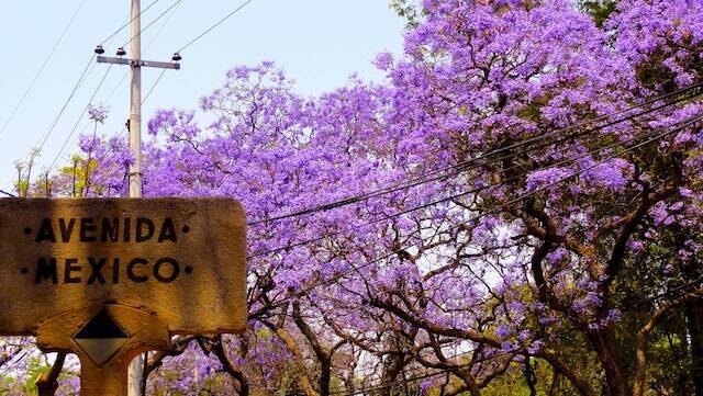 現地レポート まるで日本の桜 メキシコに春を告げる ハカランダの花 14年3月1日 エキサイトニュース