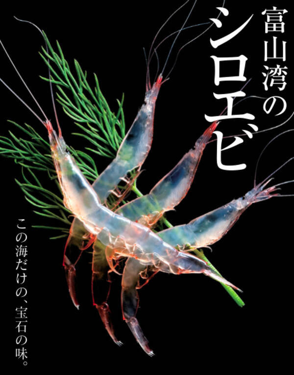 今が旬 富山湾の シロエビ を食べずに魚介類を語るなかれ 15年5月24日 エキサイトニュース