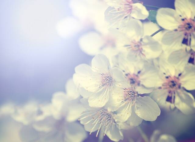 息を飲むほど美しい 北陸の桜名所５選 16年4月2日 エキサイトニュース