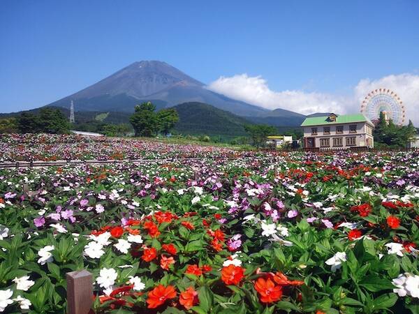 可憐に咲き誇る４０００株のサンパチェンス 富士山の裾野 天空の花畑 14年9月21日 エキサイトニュース