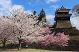 「【上田城千本桜まつり】お花見・グルメ・温泉を楽しむ春旅！4月4日～12日まで開催｜長野県」の画像1