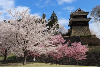 【上田城千本桜まつり】お花見・グルメ・温泉を楽しむ春旅！4月4日～12日まで開催｜長野県
