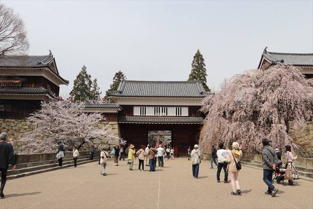 【上田城千本桜まつり】お花見・グルメ・温泉を楽しむ春旅！4月4日～12日まで開催｜長野県
