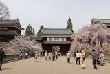 「【上田城千本桜まつり】お花見・グルメ・温泉を楽しむ春旅！4月4日～12日まで開催｜長野県」の画像2