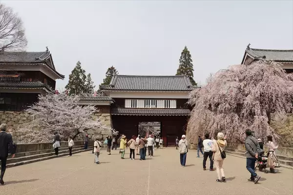 「【上田城千本桜まつり】お花見・グルメ・温泉を楽しむ春旅！4月4日～12日まで開催｜長野県」の画像