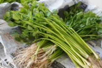 【ゆりあげ港朝市で名物 ・せり鍋まつり】2,000食を無料ふるまい！冬の味覚を心ゆくまで｜宮城県名取市