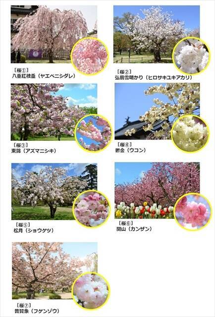 青森県「弘前さくらまつり」4月19日～開催！ソメイヨシノのほかシダレザクラ・八重桜など