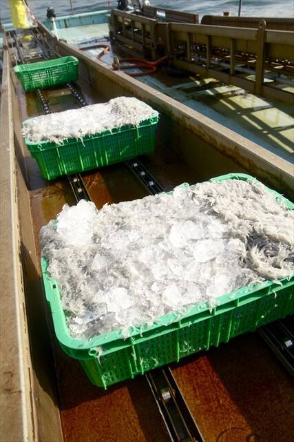 【淡路島の生しらす】島内64店舗で生しらす丼が味わえる！11月末まで開催中