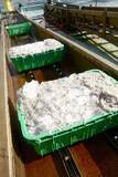 「【淡路島の生しらす】島内64店舗で生しらす丼が味わえる！11月末まで開催中」の画像2