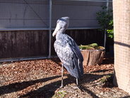 日本に13羽しかいない「動かない鳥」ハシビロコウに会いに行く【島根県・松江】