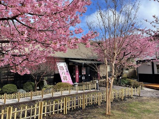 【伊豆・稲取温泉 雛のつるし飾りまつり】河津桜とともに楽しむ春の先取り旅へ