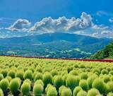 「【岐阜県】約2万5千株のベゴニア畑が広がる「ひるがのピクニックガーデン」オープン！アクティビティや絶景カフェも」の画像1