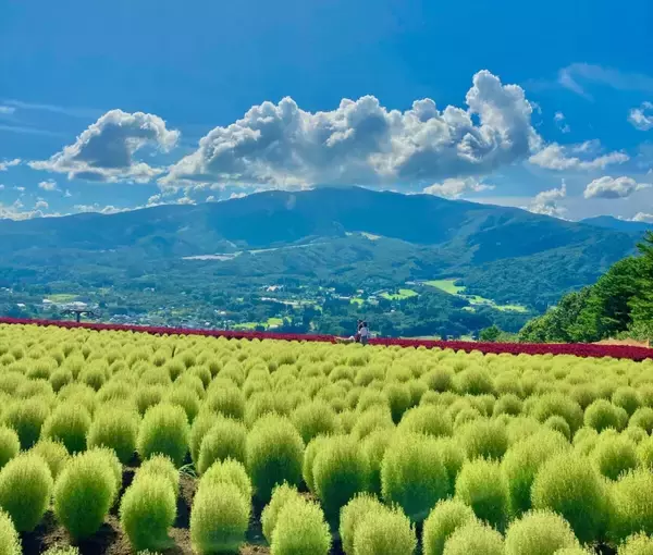 「【岐阜県】約2万5千株のベゴニア畑が広がる「ひるがのピクニックガーデン」オープン！アクティビティや絶景カフェも」の画像