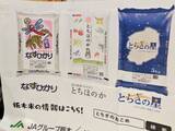 「【暑さに強い！栃木県産ブランド米「とちぎの星」】U字工事さんがオーケーで魅力をPR」の画像2