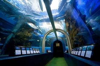 【日本最古を探せ】日本初のトンネル型大水槽を設置した富山県「魚津水族館」