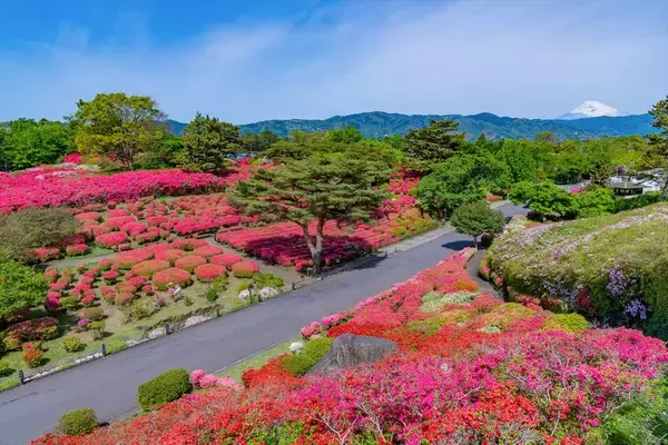【小室山公園つつじ観賞会】天気がよければ富士山も見える！真っ赤な絨毯が絶景｜静岡県伊東市