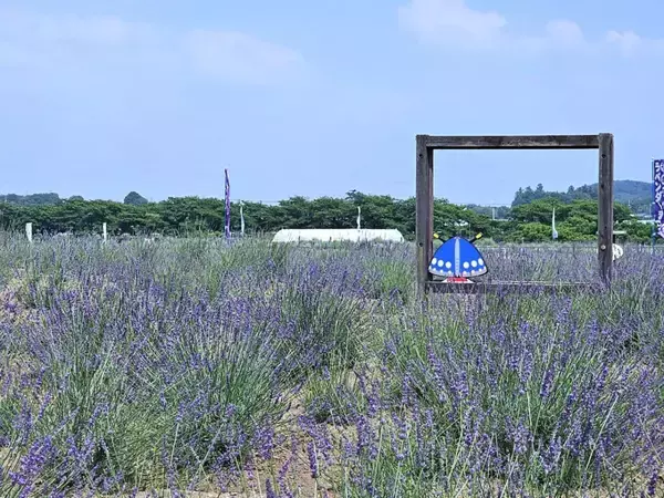 【埼玉・らんざんラベンダーまつり】つみとり体験やラベンダーグルメも楽しめる！6月13日より開催