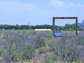 【埼玉・らんざんラベンダーまつり】つみとり体験やラベンダーグルメも楽しめる！6月13日より開催