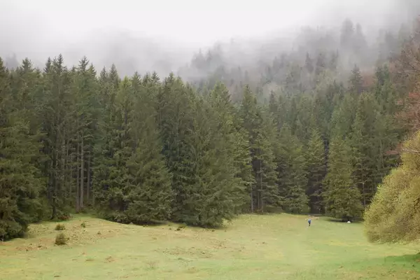 「【ドイツ現地取材特集２】バイエルンで森と水に癒されるウォーキング体験を」の画像