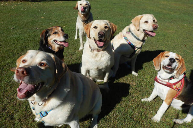 【入場無料】愛犬と1日中楽しめる「第2回 Happy！ワンDays フェスタ」開催｜栃木県・那須ガーデンアウトレット