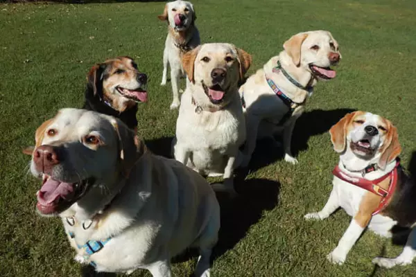 「【入場無料】愛犬と1日中楽しめる「第2回 Happy！ワンDays フェスタ」開催｜栃木県・那須ガーデンアウトレット」の画像