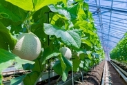 【完熟メロンの詰め放題】メロン半玉の贅沢パフェやメロンスイーツも！｜茨城県鉾田市