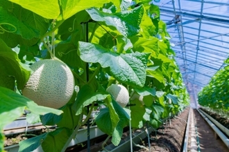 【完熟メロンの詰め放題】メロン半玉の贅沢パフェやメロンスイーツも！｜茨城県鉾田市
