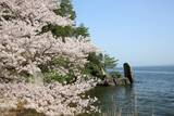 「【日本さくら名所100選・海津大崎へのお花見クルーズ】上陸して桜並木の散策もできる｜滋賀県」の画像1