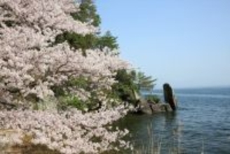 【日本さくら名所100選・海津大崎へのお花見クルーズ】上陸して桜並木の散策もできる｜滋賀県