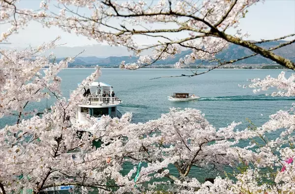 「【日本さくら名所100選・海津大崎へのお花見クルーズ】上陸して桜並木の散策もできる｜滋賀県」の画像