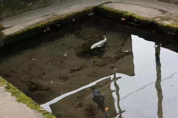 「【蒸気機関車・SL秩父曳き山夜祭り号】日本三大曳山祭のひとつ「秩父夜祭」に合わせて特別運行！」の画像