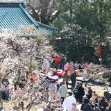 「【湯島天神梅まつり】梅にちなんだ限定お菓子登場！紅茶野点（のだて）も開催｜かりんとう ゆしま花月」の画像2