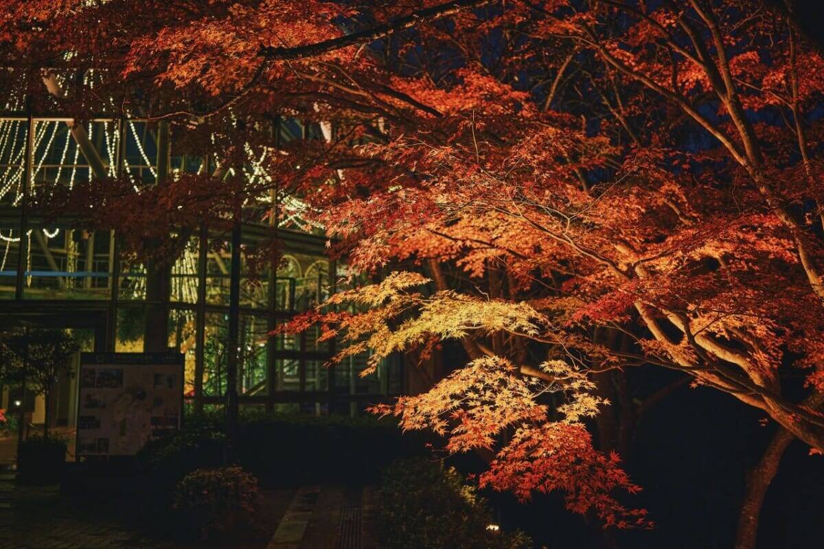 紅葉ライトアップとクリスマスイルミネーションを同時に楽しむ！約150mのモミジ回廊も｜神戸布引ハーブ園