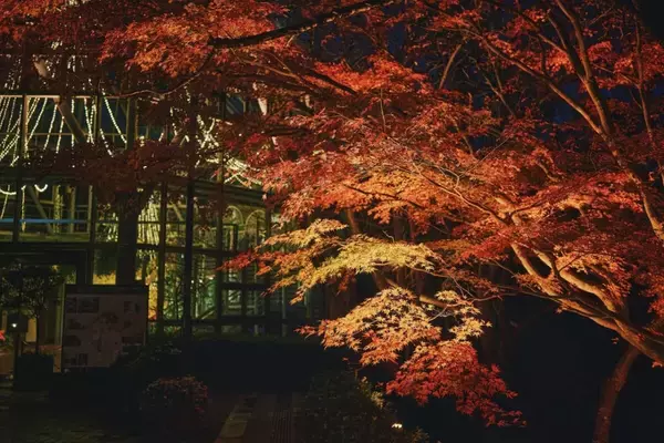 「紅葉ライトアップとクリスマスイルミネーションを同時に楽しむ！約150mのモミジ回廊も｜神戸布引ハーブ園」の画像