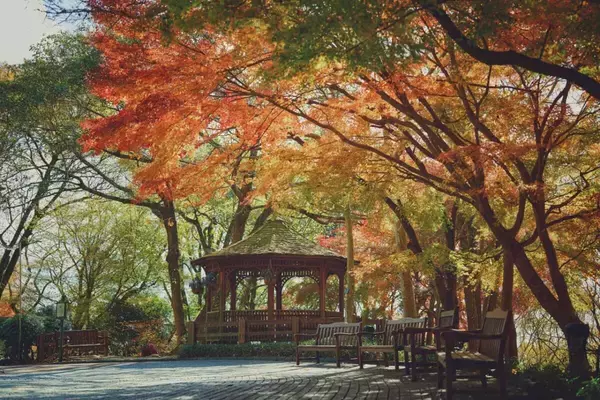 「紅葉ライトアップとクリスマスイルミネーションを同時に楽しむ！約150mのモミジ回廊も｜神戸布引ハーブ園」の画像