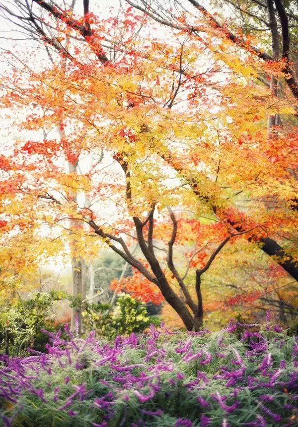 「紅葉ライトアップとクリスマスイルミネーションを同時に楽しむ！約150mのモミジ回廊も｜神戸布引ハーブ園」の画像