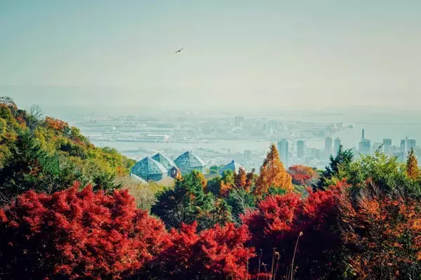 「紅葉ライトアップとクリスマスイルミネーションを同時に楽しむ！約150mのモミジ回廊も｜神戸布引ハーブ園」の画像