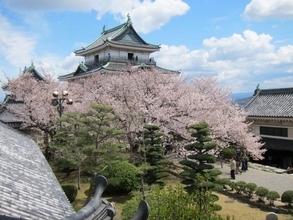 【和歌山市の桜の名所5選】見頃は3月末～4月上旬頃！和歌山城では桜バージョンのライトアップも